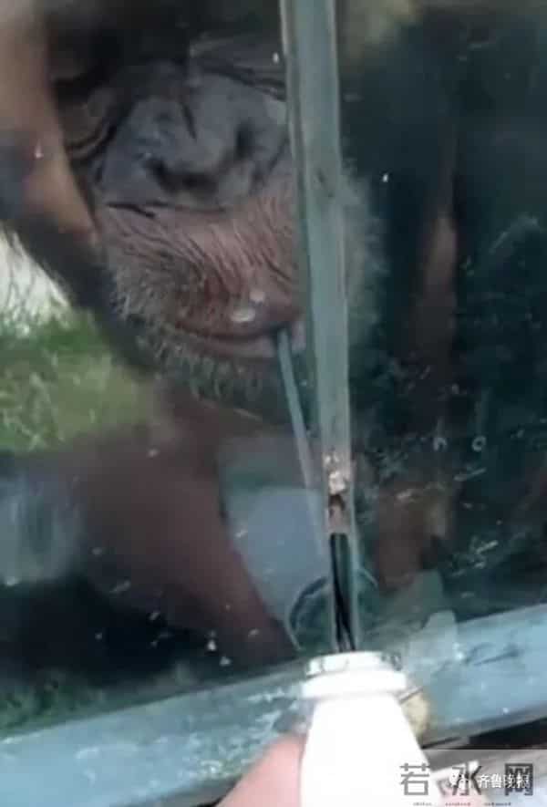 大猩猩自备吸管向游客索要饮料