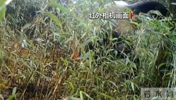 野生大熊猫用屁股蹭了蹭红外相机