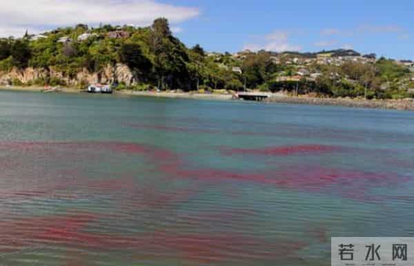 小龙虾群染红海水