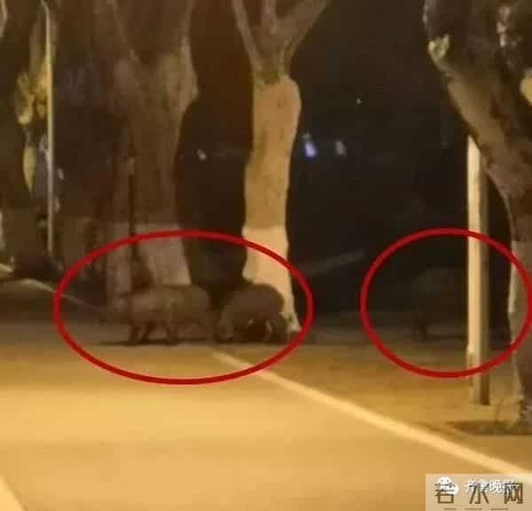 野猪闯入湖北一校园通信营业厅