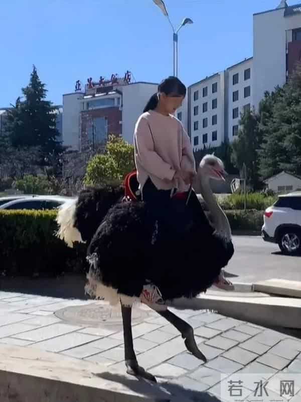 云南小女孩骑鸵鸟上学从容淡定