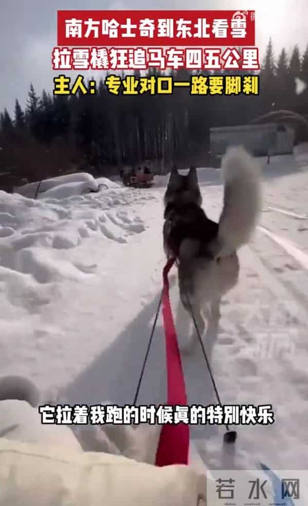 南方哈士奇到东北拉雪橇狂飙5公里