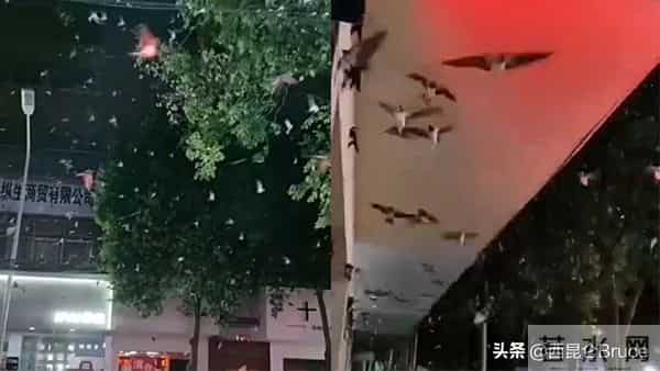 地震局回应河南燕子满天飞