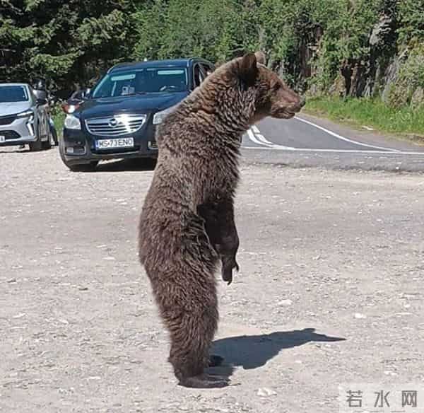 罗马尼亚女孩被熊扔下悬崖