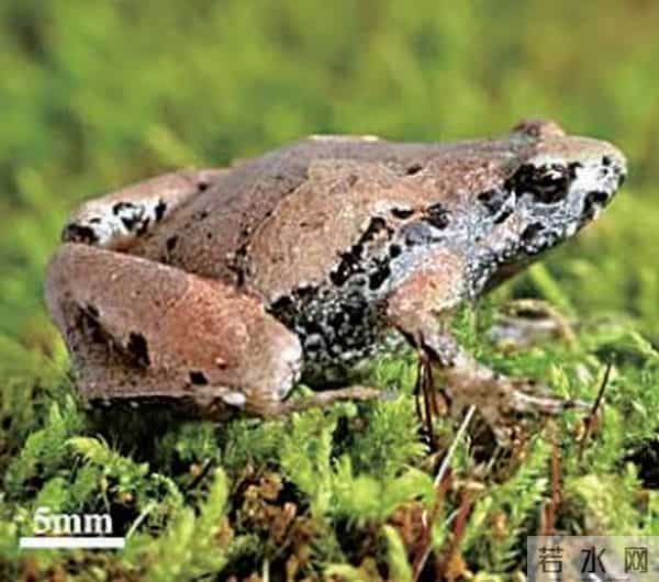 安徽发现蛙类新种