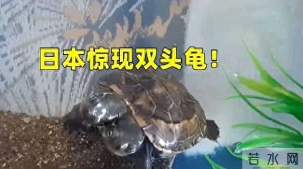 日本基因突变双头龟