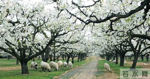 女子赏花站梨树枝头甩衣狂摇
