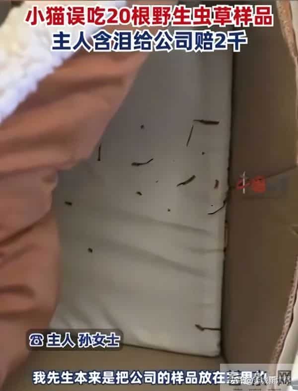 小猫偷吃20根虫草主人含泪赔2千