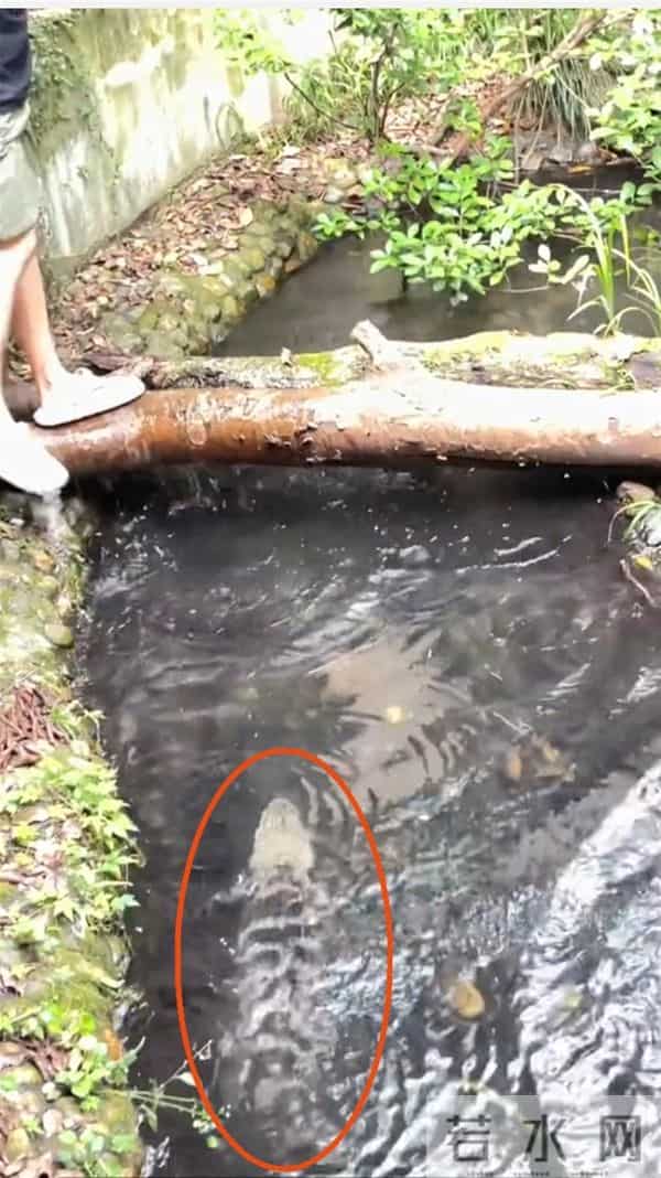 男子下鳄鱼池捞手机 动物园回应