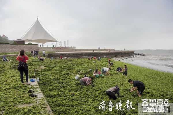 台风过后青岛海滩上尽是海鲜