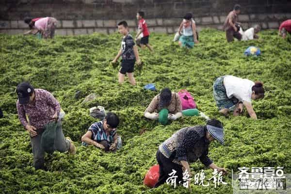 台风过后青岛海滩上尽是海鲜