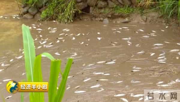 暴雨冲走养殖户百万元中华鲟鱼