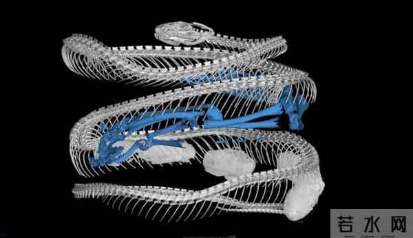 8条傻蛇集体社死偷鸡不成全被困