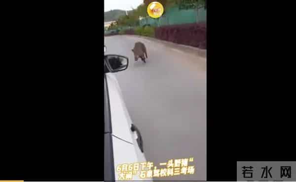 野猪大闹驾校被5只狗打败