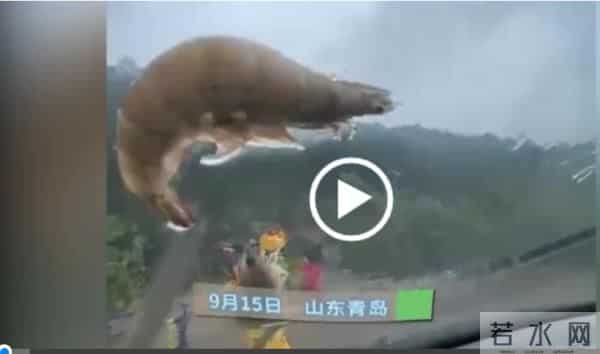 台风将大虾刮飞停在车窗上