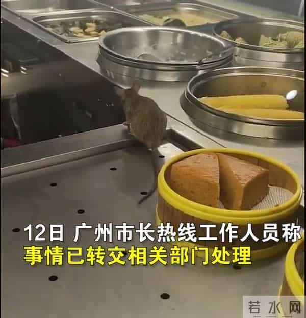 官方回应餐厅里老鼠在包子旁理毛