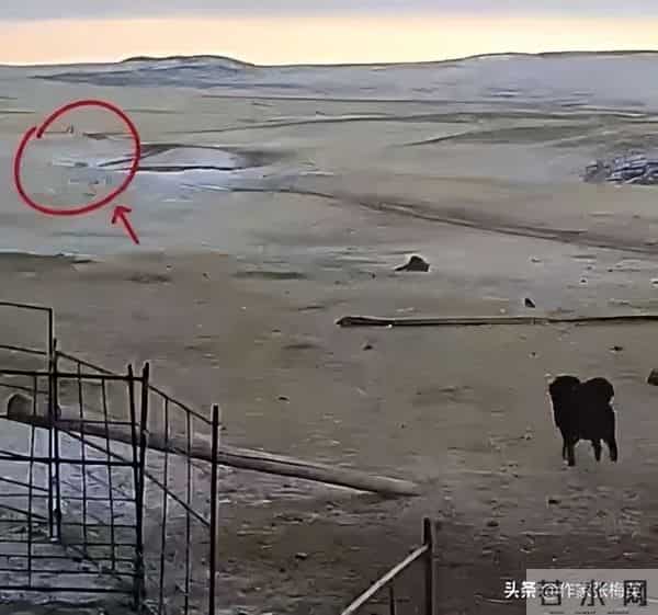 独狼袭击羊群被不到1岁藏獒赶跑