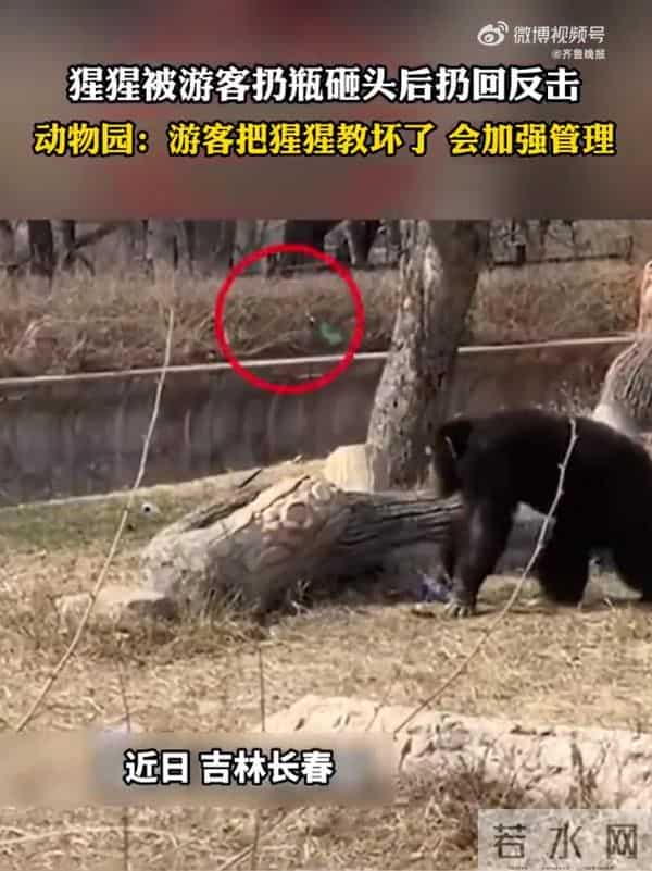 猩猩被扔瓶子砸头后扔回反击