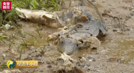 暴雨冲走养殖户百万元中华鲟鱼
