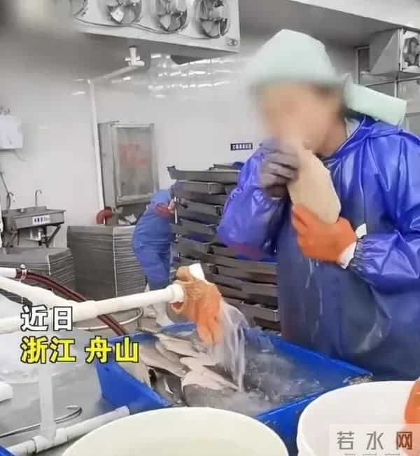 水产加工厂员工用牙给生鱼剥皮
