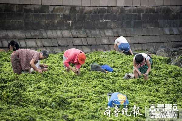 台风过后青岛海滩上尽是海鲜