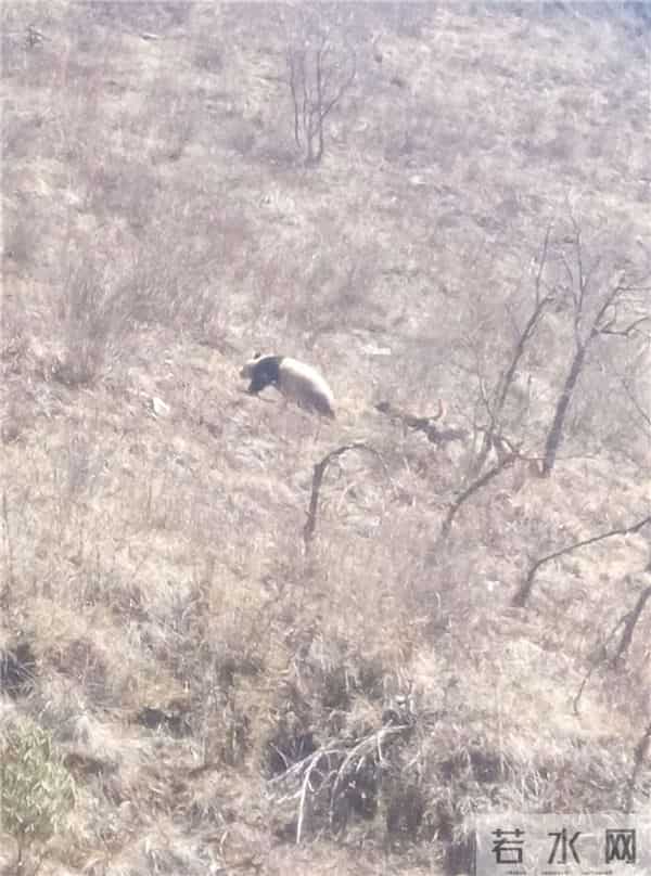大熊猫下山被犬欺