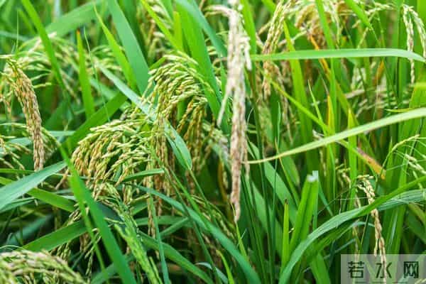 袁隆平念念不忘的海水稻新米要上市