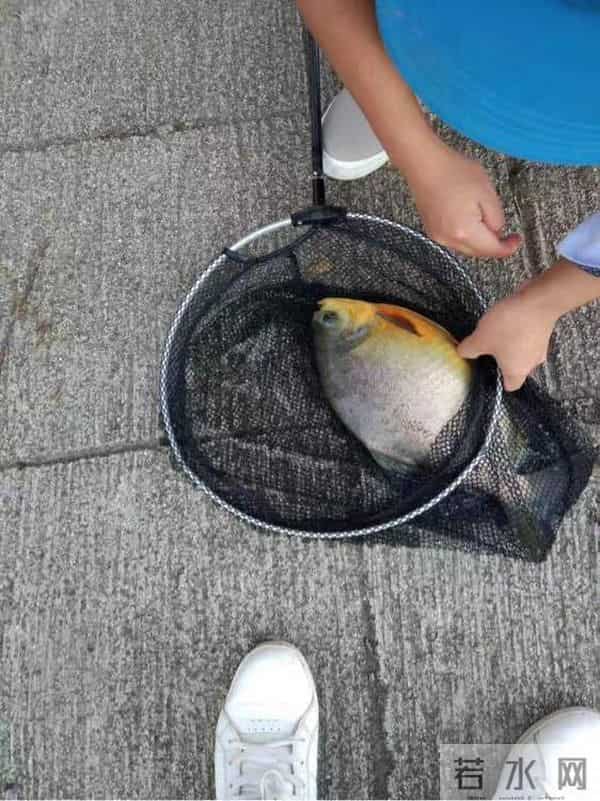 食人鱼可以吃吗