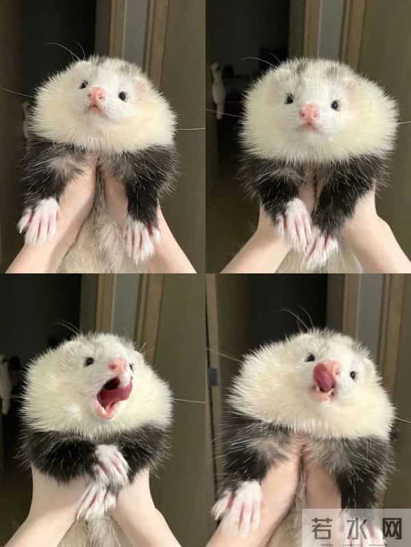 男子花150美元买狗结果是巴西老鼠