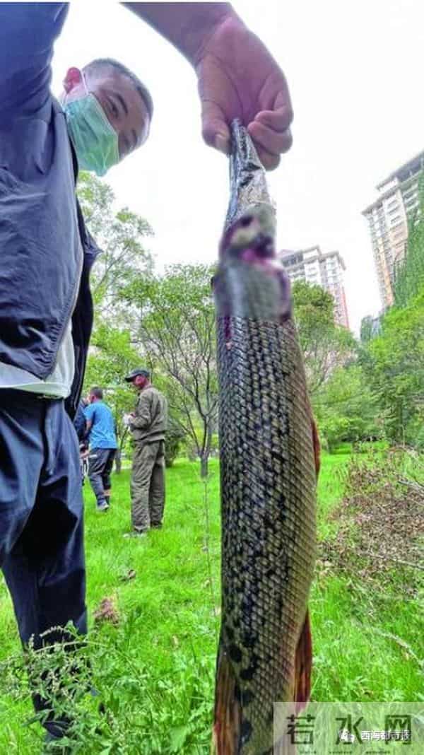 青海也现怪鱼-鱼塘损失1500多斤鱼