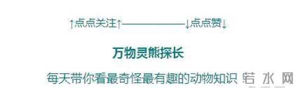 男子花150美元买狗结果是巴西老鼠