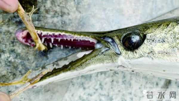 青海也现怪鱼-鱼塘损失1500多斤鱼