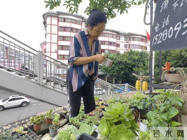 记者养花月入10万