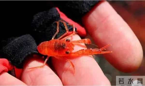 小龙虾群染红海水