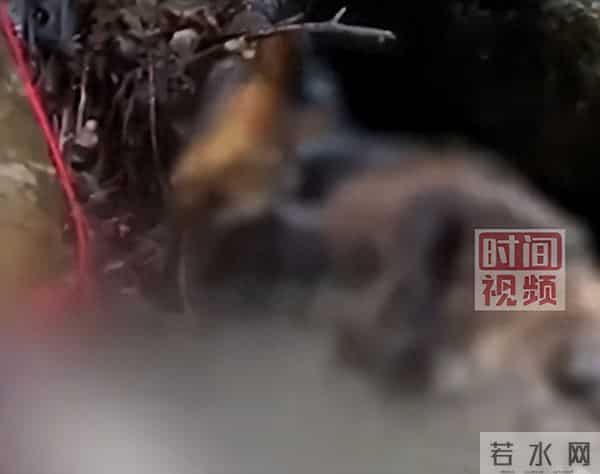 女孩被熊扔下悬崖