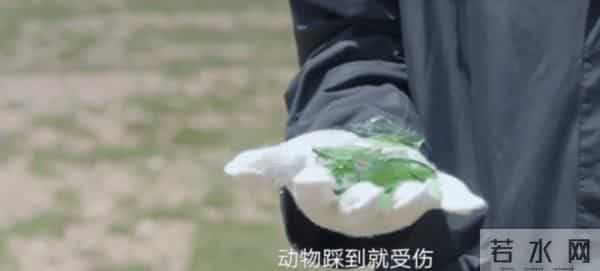 可可西里管理处回应胡歌刘涛争论