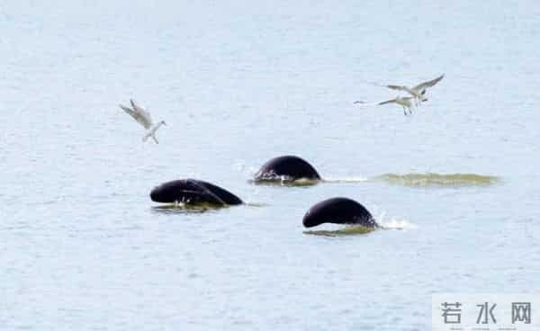 食人鱼可以吃吗