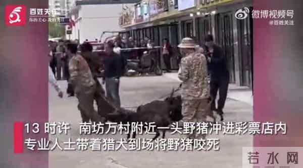 野猪冲进彩票店被5只猎犬制服
