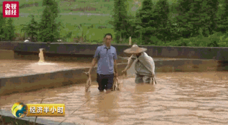 暴雨冲走养殖户百万元中华鲟鱼