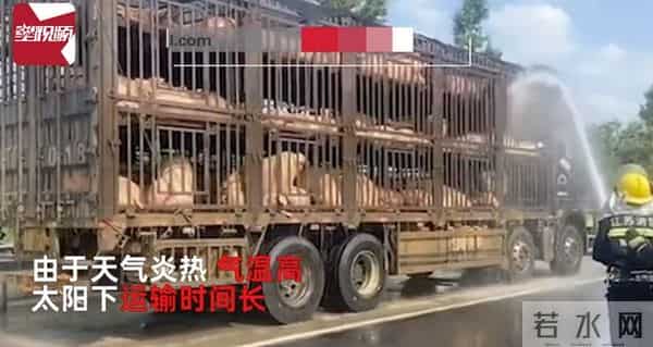 300头猪集体中暑