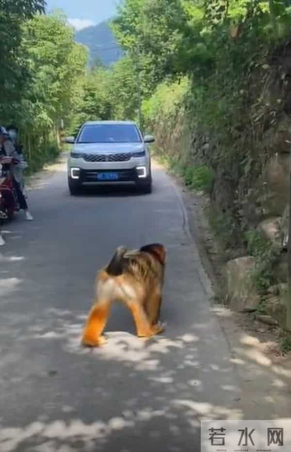 金丝猴坐路边礼貌接过游客苹果