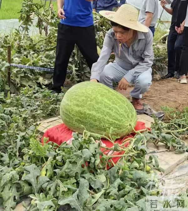 杭州种出78斤大西瓜破全省纪录