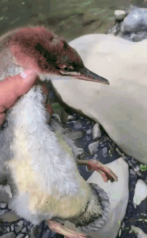 2岁女孩把蛇干当玩具吓跑妈妈