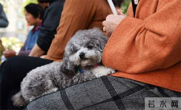 男子花150美元买狗结果是巴西老鼠