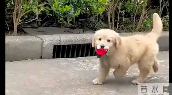 狗子偷溜进厨房狂炫41个生饺子