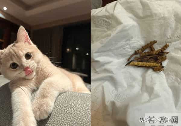 小猫偷吃20根虫草主人含泪赔2千