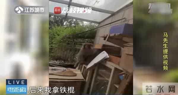 南京人看到泼猴请立即报告