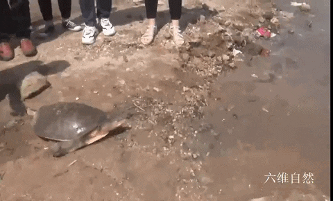 外来生物美国珍珠鳖被放生太湖