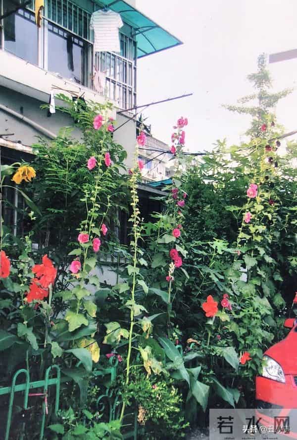 老伴走后第2天浙大老教师又去捡垃圾