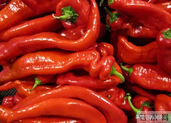 蔬菜价格高位运行态势仍会持续